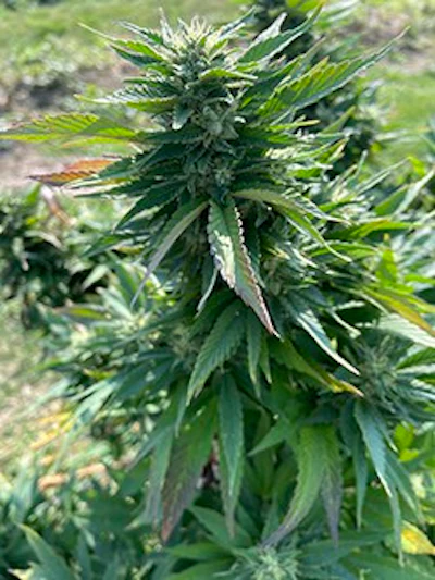 hemp plant midwest hop producers