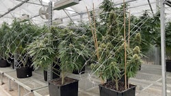 Hemp Plants
