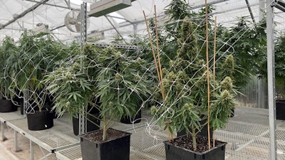 Hemp Plants
