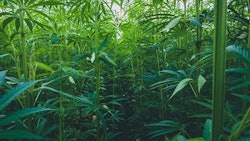 Hemp Samuel