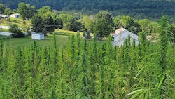 Hemp Susquehanna 1