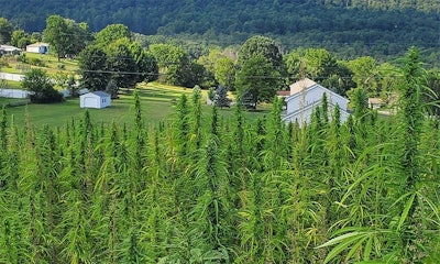 Hemp Susquehanna 1