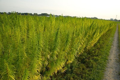 Hemp cultivation Disparities