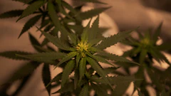 Hemp