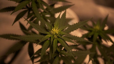 Hemp