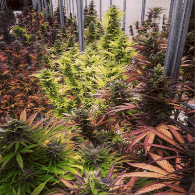 Nwb Hydro Greenhouse 3 Fmt