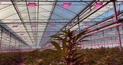 Oreon 3700umol Can (003)