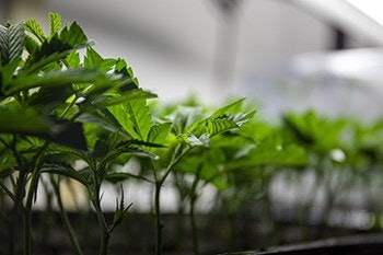 propagation
