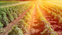 South Dakota Hemp Farm