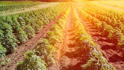 South Dakota Hemp Farm
