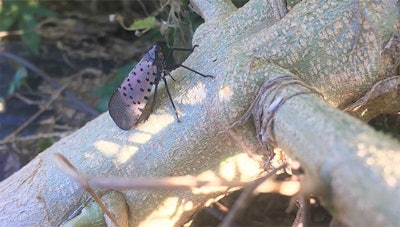 Spotted Laternfly