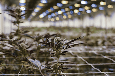 Stability Grow Room1 Fmt