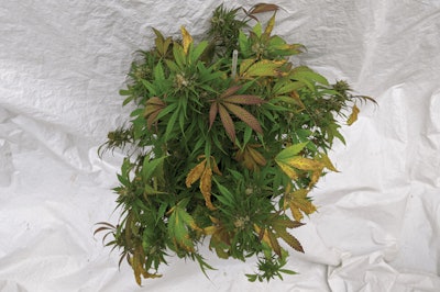 3 Bw Hemp Mg Def255 Fmt