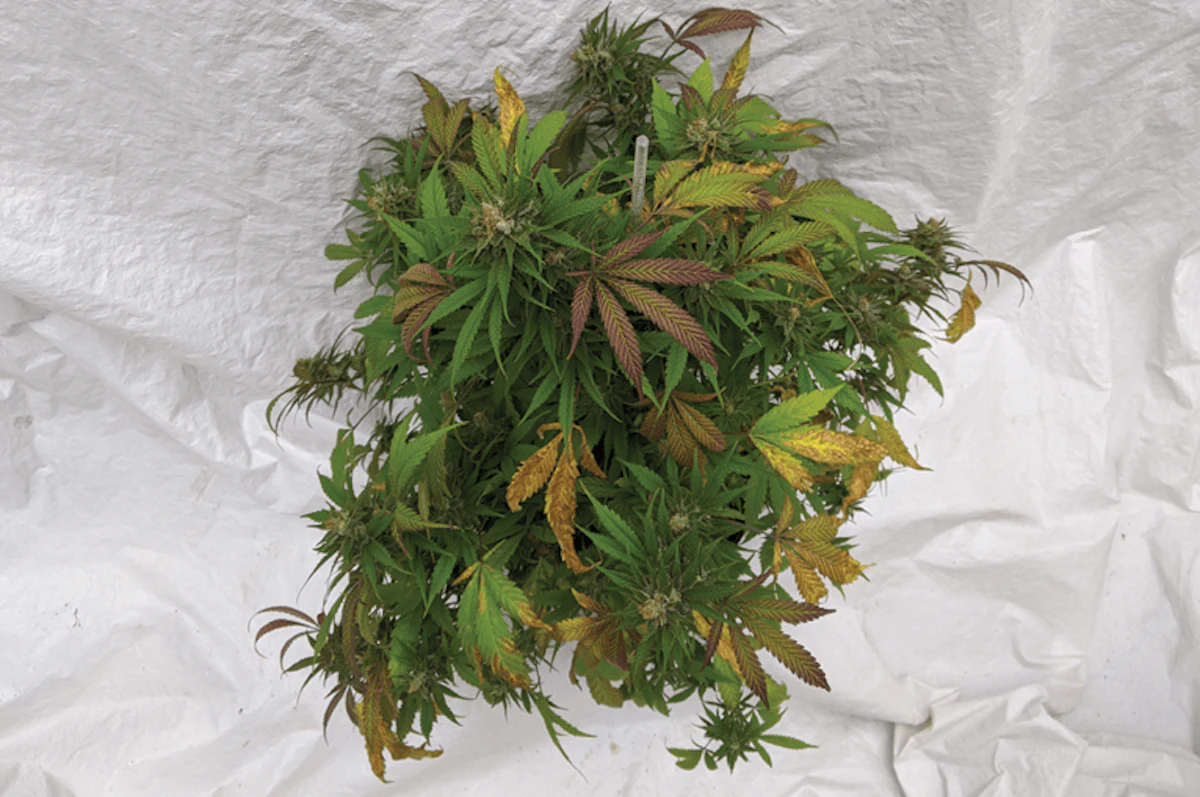 What Are the Optimal Rates for Magnesium in Cannabis? | Cannabis Business  Times