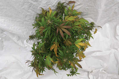3 Bw Hemp Mg Def255 Fmt