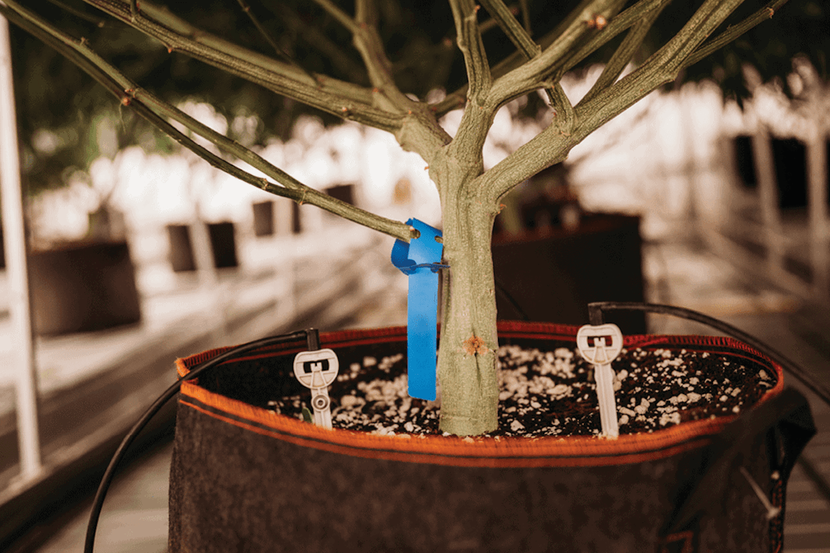 Are You Well Versed in Hydroponics? Cannabis Business Times