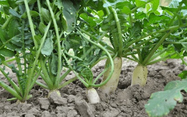 Adobe Stock 288546367 Daikon Radish Fmt