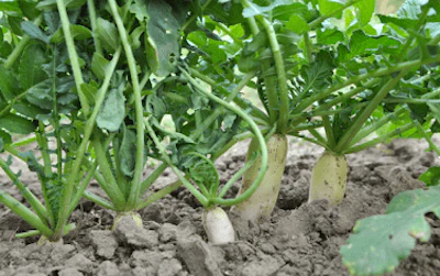 Adobe Stock 288546367 Daikon Radish Fmt