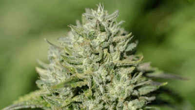Cannabis Plant