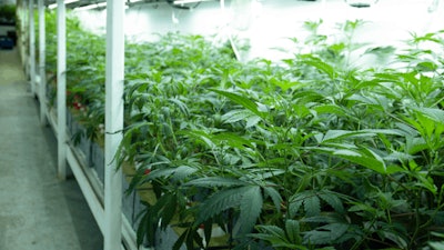 Cannabis Greenhouse
