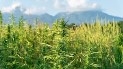 Cannabis Outdoors