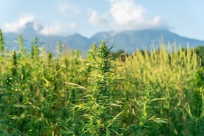 Cannabis Outdoors