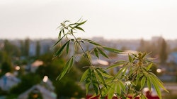 Cannabis Stock Img