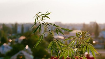 Cannabis Stock Img