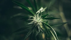 Chokniti Adobe Stock334052994