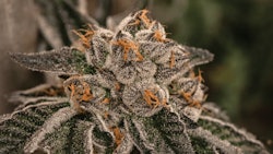 Cookies N Cream 3 Fmt