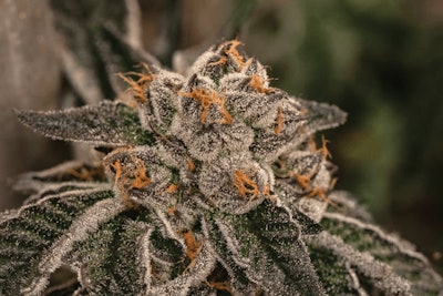 Cookies N Cream 3 Fmt