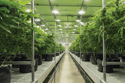 Cresco Labs 2019 Q2 Grow Room Fmt