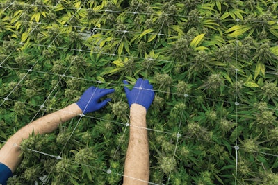 Cresco Labs 2019 Q2 Plants Gloves Fmt