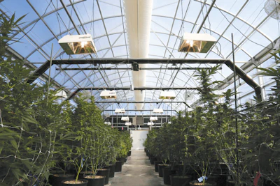 Cs World Of Weed022 Fmt