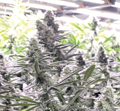 Grape Diamonds Galenas Fmt