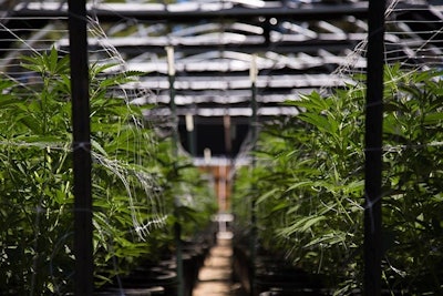 Greenhouse