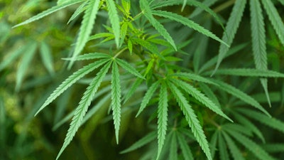 Hemp Growing