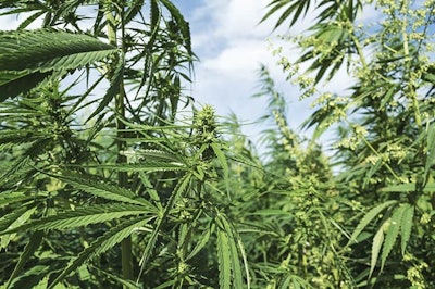 Hemp Field