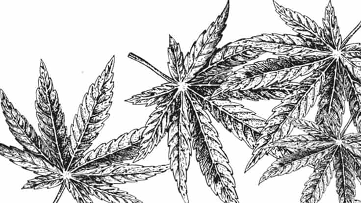 Hemp Leaves1