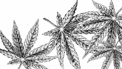 Hemp Leaves1