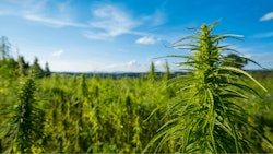 Hemp