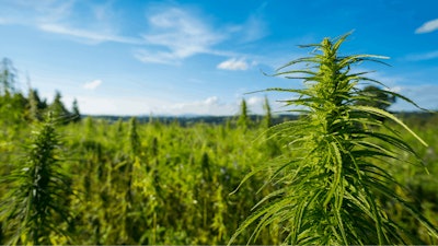 Hemp