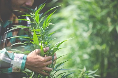 Hempfarmer