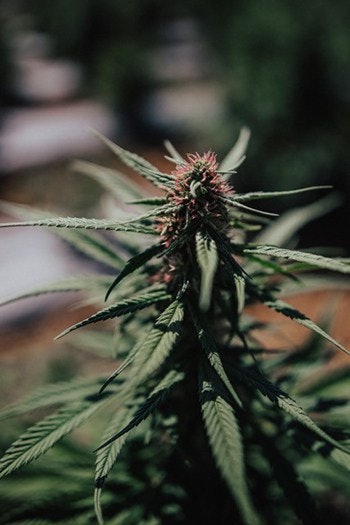 high grade hemp seed