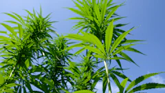 Kentucky Hemp