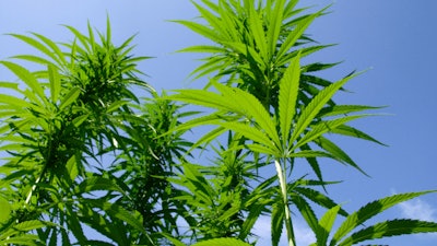 Kentucky Hemp