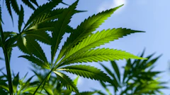 Medical Cannabis Colorado