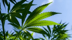 Medical Cannabis Colorado