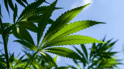 Medical Cannabis Colorado