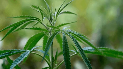 Hemp Plant
